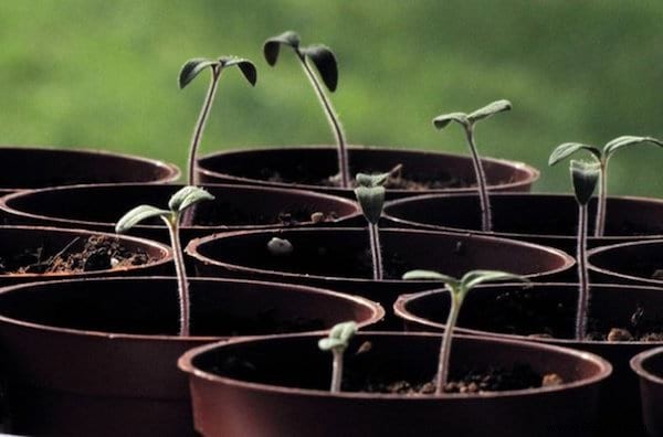 11 Fruits and Vegetables to Buy Once and Grow Forever: Proven Regrowing Guide