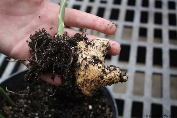 11 Fruits and Vegetables to Buy Once and Grow Forever: Proven Regrowing Guide