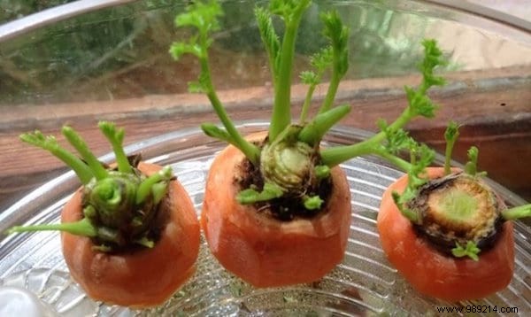 11 Fruits and Vegetables to Buy Once and Grow Forever: Proven Regrowing Guide