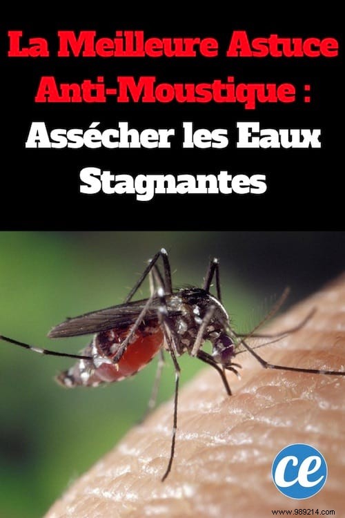 The Proven Way to Repel Mosquitoes: Eliminate Standing Water Around Your Home