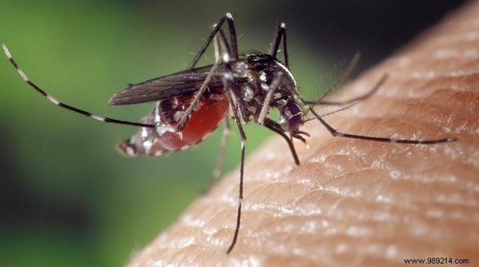The Proven Way to Repel Mosquitoes: Eliminate Standing Water Around Your Home
