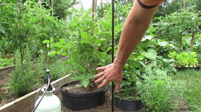 Proven Natural Fungicide: Baking Soda Spray to Eliminate Mold and Fungus on Plants – Budget-Friendly