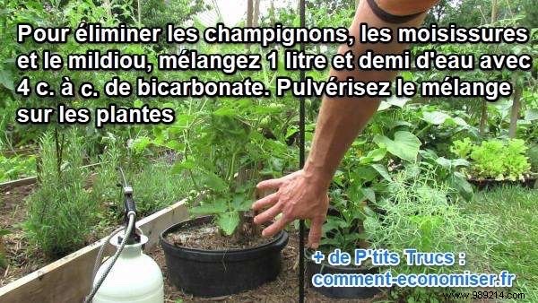 Proven Natural Fungicide: Baking Soda Spray to Eliminate Mold and Fungus on Plants – Budget-Friendly