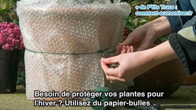 Proven Tip: Protect Balcony Plants from Winter Frost with Bubble Wrap