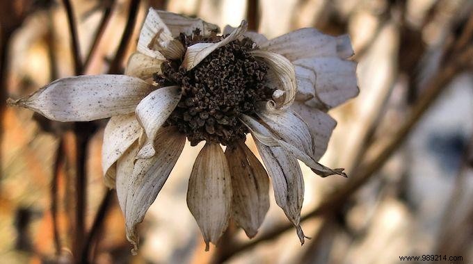 Proven Tip: Protect Balcony Plants from Winter Frost with Bubble Wrap