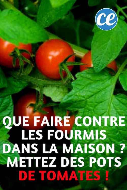 Natural Ant Repellent: Banish House Ants with Tomato Plants – Proven Grandma s Trick