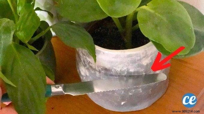 The Simple Tap Test: Know Exactly When to Water Your Houseplants