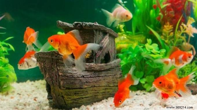 3 Easy, Budget-Friendly Tips for Happy, Healthy Goldfish – From a Parent s Experience