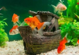 3 Easy, Budget-Friendly Tips for Happy, Healthy Goldfish – From a Parent s Experience