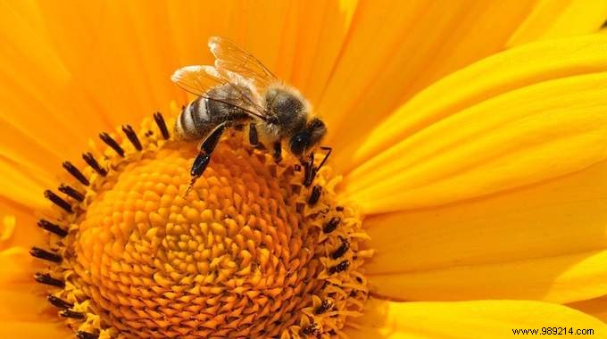 6 Proven Ways to Protect Bees and Safeguard Our Planet