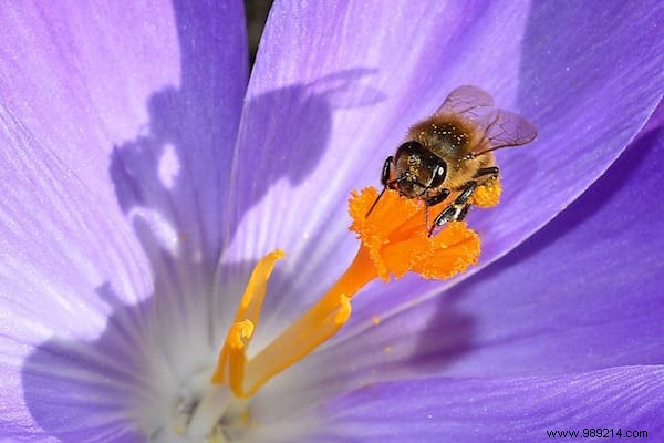 6 Proven Ways to Protect Bees and Safeguard Our Planet