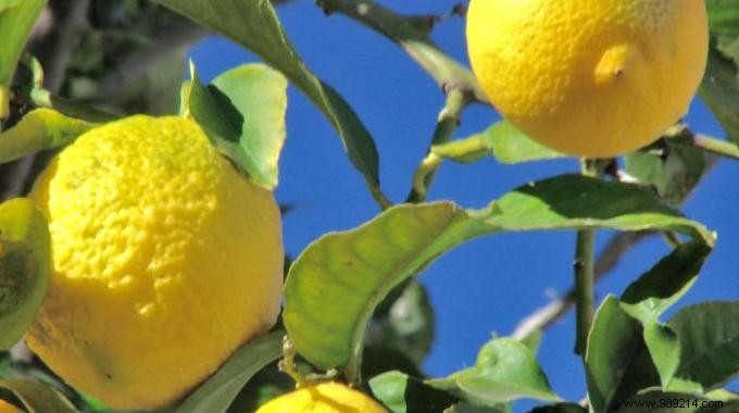 5 Proven Lemon Hacks to Eliminate Household Odors Naturally