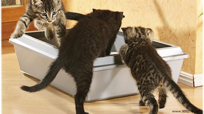 Eliminate Cat Litter Odors Naturally with Baking Soda