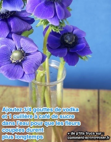Make Cut Flowers Last Longer: Simple Vodka and Sugar Trick