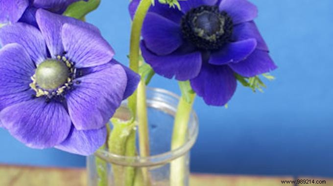 Make Cut Flowers Last Longer: Simple Vodka and Sugar Trick