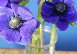 Make Cut Flowers Last Longer: Simple Vodka and Sugar Trick