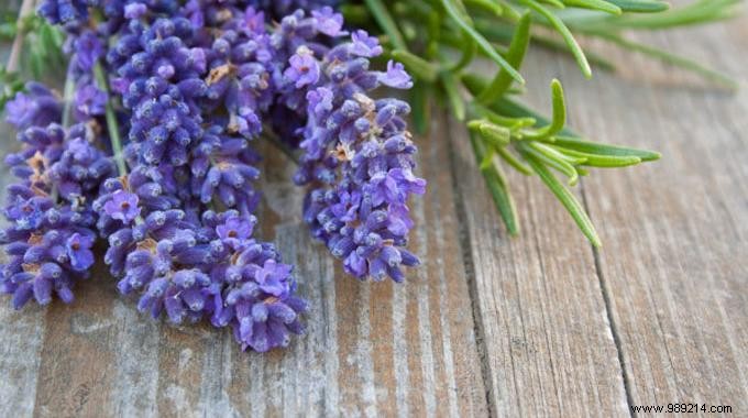 Grandma s Proven Natural Air Freshener: Simple DIY with Thyme and Lavender