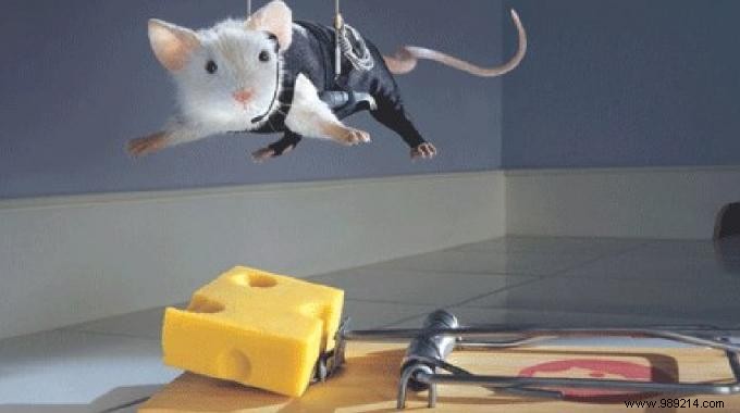 DIY Humane Mouse Trap: Catch Mice Alive with Peanut Butter and Spoons
