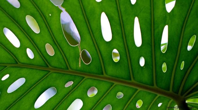 How to Eliminate Grubs from Houseplants Naturally with Matches – A Proven Grandma s Remedy