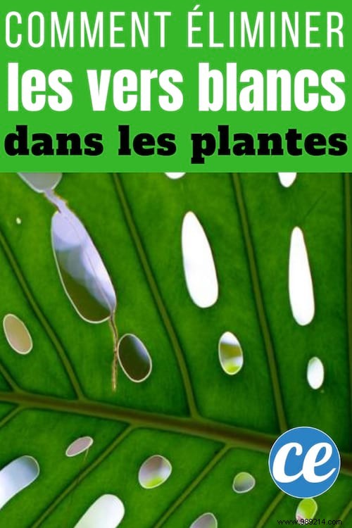 How to Eliminate Grubs from Houseplants Naturally with Matches – A Proven Grandma s Remedy