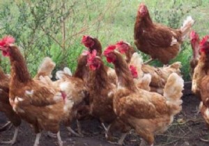 Natural Chicken Lice Remedy: Sand and Ash Dust Bath Method