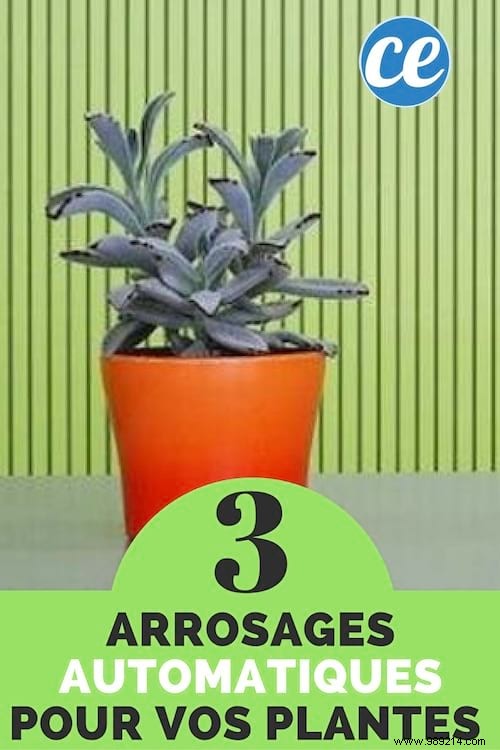 3 Proven DIY Automatic Watering Systems for Houseplants