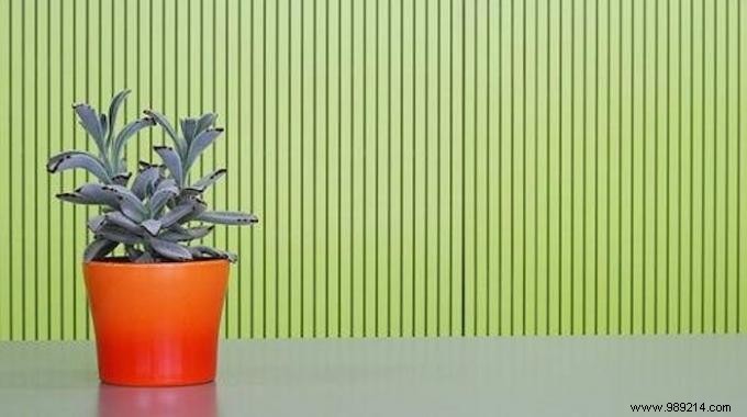 3 Proven DIY Automatic Watering Systems for Houseplants