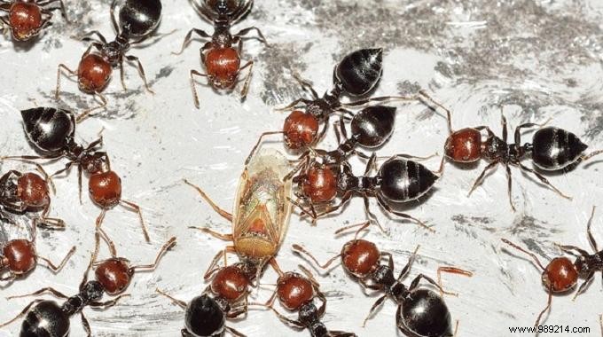 Natural Ant Repellent: Grandma s Proven Moldy Lemon Trick for Your Home