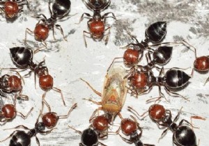 Natural Ant Repellent: Grandma s Proven Moldy Lemon Trick for Your Home