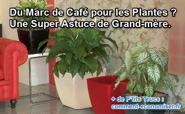 Coffee Grounds for Plants: Grandma s Proven Gardening Hack