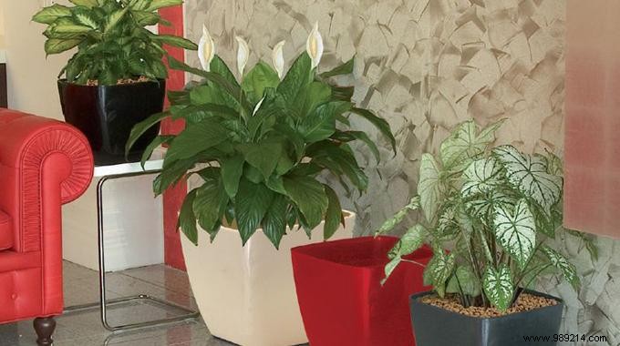 Coffee Grounds for Plants: Grandma s Proven Gardening Hack