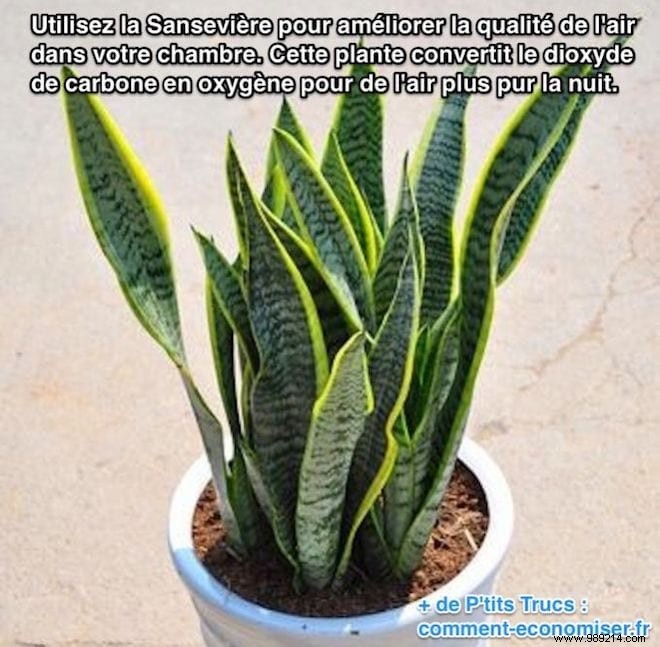 Purify Bedroom Air Naturally: Why Snake Plant (Mother-in-Law s Tongue) Improves Sleep