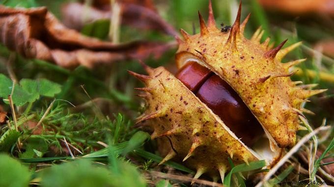 Proven Natural Moth Repellent: Horse Chestnuts from Personal Experience