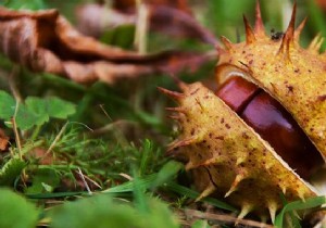Proven Natural Moth Repellent: Horse Chestnuts from Personal Experience
