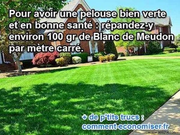Achieve a Lush Green Lawn with White Meudon: A Proven Natural Trick