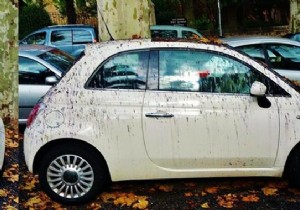 Proven Baking Soda Method to Remove Stubborn Tree Sap and Resin from Car Bodywork