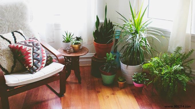 4 Natural Kitchen Remedies for Thriving Houseplants