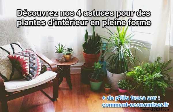 4 Natural Kitchen Remedies for Thriving Houseplants