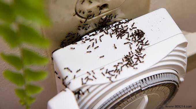 Proven Natural Ant Remedy: Eliminate Ants at Home with Corn Flour