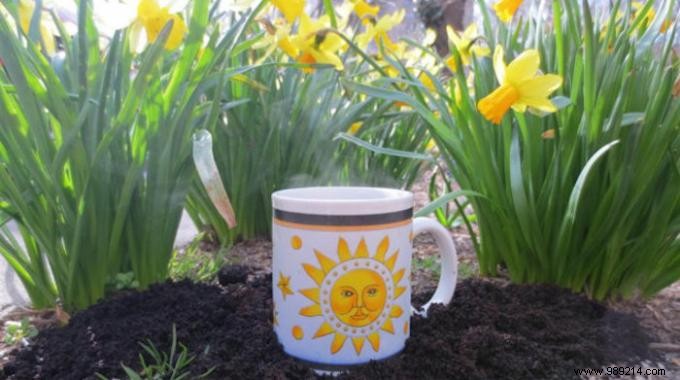 Coffee Grounds: A Proven, Free Fertilizer for Healthier Plants