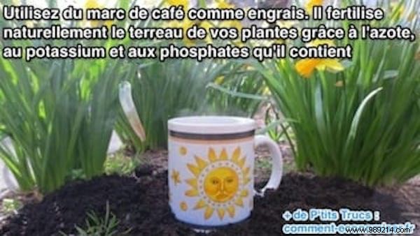 Coffee Grounds: A Proven, Free Fertilizer for Healthier Plants