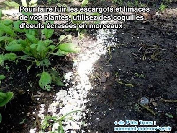 Eco-Friendly Slug and Snail Repellent: Protect Your Garden with Crushed Eggshells