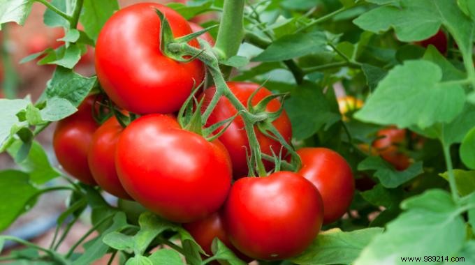 Proven Newspaper Trick for Faster, Reliable Seed Germination in Your Garden