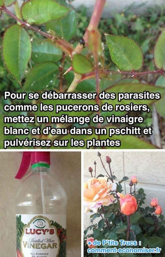 Natural Vinegar Spray: The Effective, Chemical-Free Insecticide Every Gardener Needs