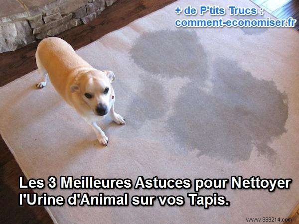 3 Proven Home Remedies to Remove Pet Urine Stains and Odors from Carpets