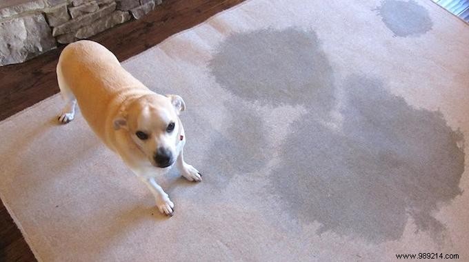 3 Proven Home Remedies to Remove Pet Urine Stains and Odors from Carpets