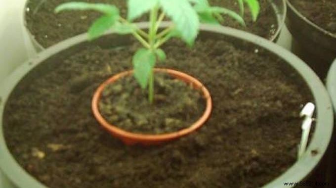 Easy Plant Repotting Hack: Use Your Old Pot as a Perfect Mold