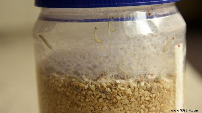 Eliminate Food Moths Effectively: Proven Bay Leaf Remedy and Prevention Tips