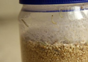 Eliminate Food Moths Effectively: Proven Bay Leaf Remedy and Prevention Tips