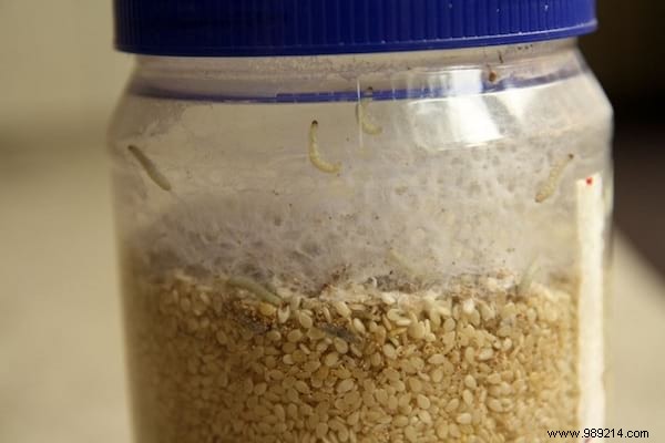 Eliminate Food Moths Effectively: Proven Bay Leaf Remedy and Prevention Tips